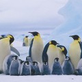 illustrazione 365 pinguini, ecologia spiegata ai bambini